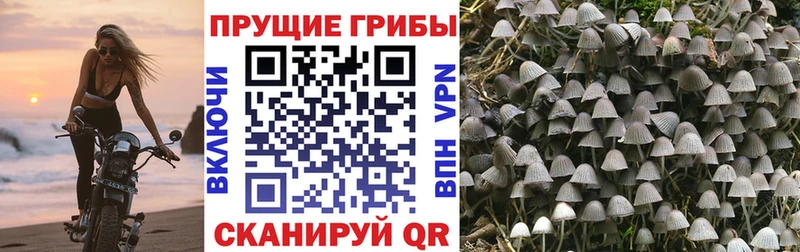 Псилоцибиновые грибы Psilocybine cubensis  Купить  Олонец 